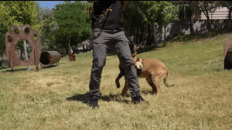 K9 Köpeği