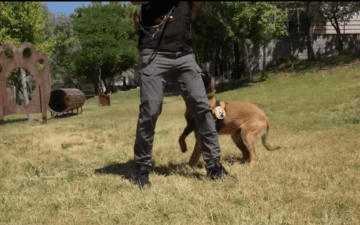 K9 köpekleri