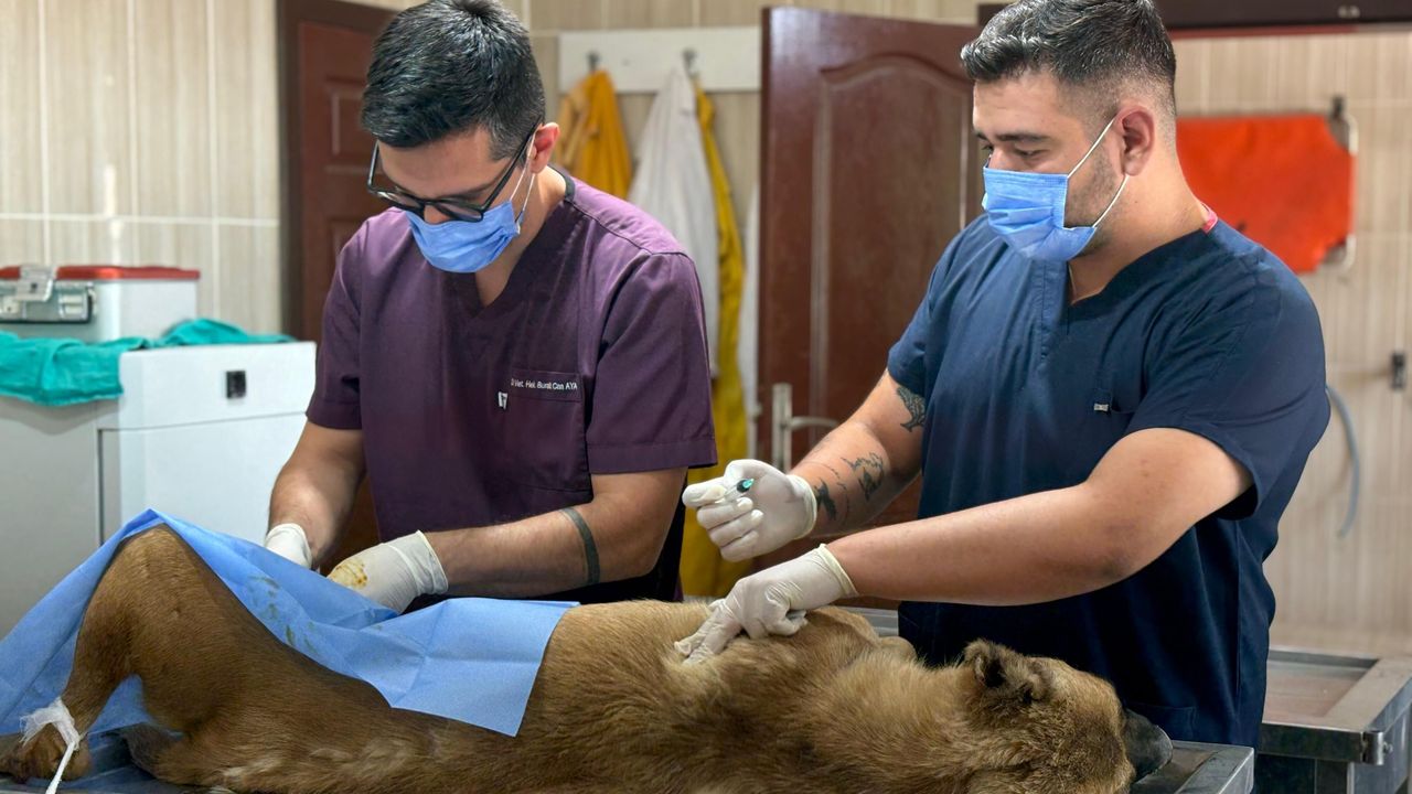 Sahipsiz Hayvan Bakımı